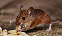 24 Hour & Emergency Exterminators in Rib Mountain, WI